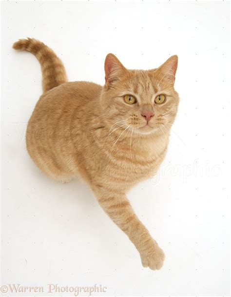 Ginger British Shorthair - British Shorthair