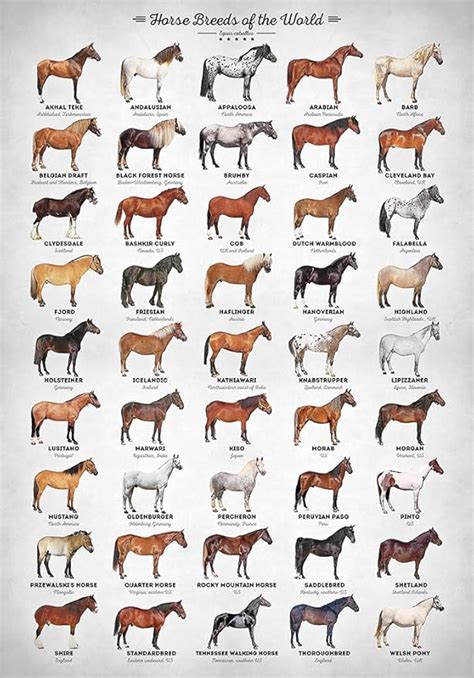 Póster de collage de caballitos de razas del mundo equino, decoración de pared sin marco (28 x ...