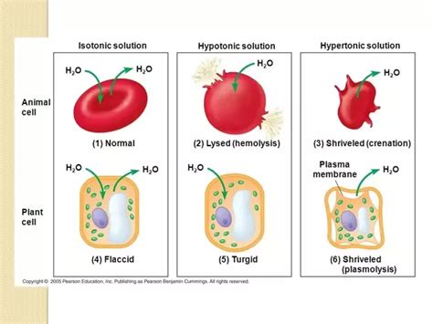 An Animal Cell Placed In A Hypertonic Solution Will - animalswq