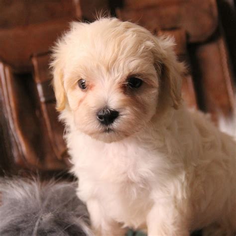 Maltipoo Puppies For Sale In Wisconsin & United States