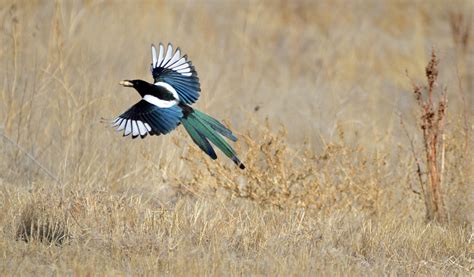 magpie in flight