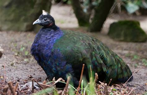 Congo Peafowl | The Animal Facts | Appearance, Diet, Habitat, Behavior