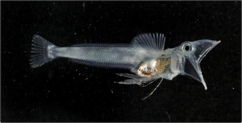 Antarctic Icefish | Life of Sea