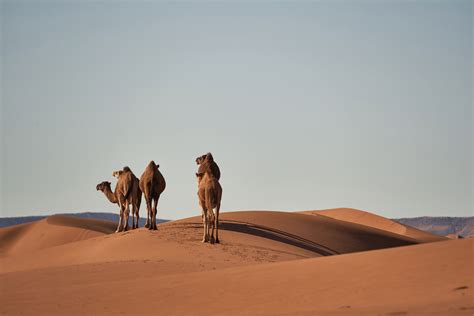 Desierto: qué es, características, flora, fauna, clima y tipos - Enciclopedia Significados