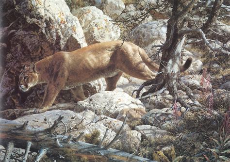 [Carl Brenders - Wildlife Paintings] Silent Passage (Cougar); DISPLAY ...