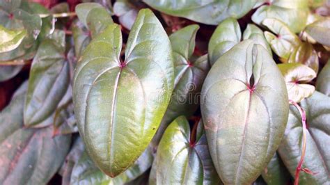 Purple yam plant stock image. Image of garden, months - 304319529