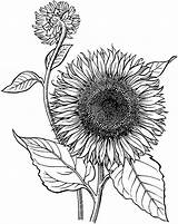Sunflower coloring Pages  100 Free sketch template