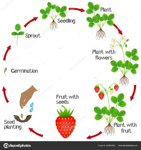 Life Cycle Strawberry Plant White Background Stock Vector Image by ©ZAQzaq81 #224904462