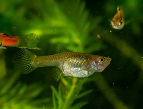 How to Breed Guppies: The Complete Step-by-Step Guide