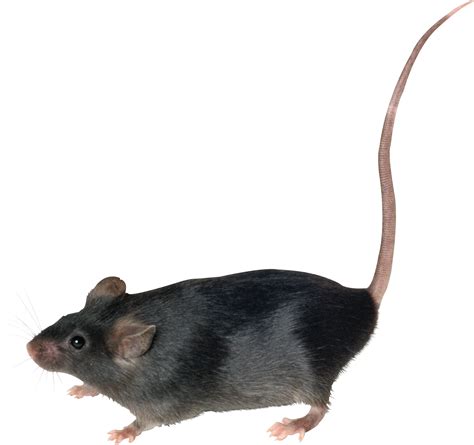 HQ Rat PNG Transparent Rat.PNG Images. | PlusPNG