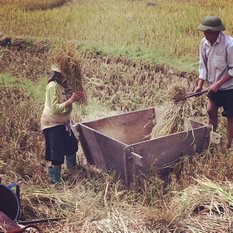 Rice field workers Sapa | Laos vietnam, Travel dreams, Laos