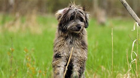 Pyrenean Shepherd : History, Temperament, Care, Training, Feeding & Pictures