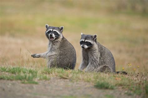 Inside the massive effort to eradicate rabies in raccoons