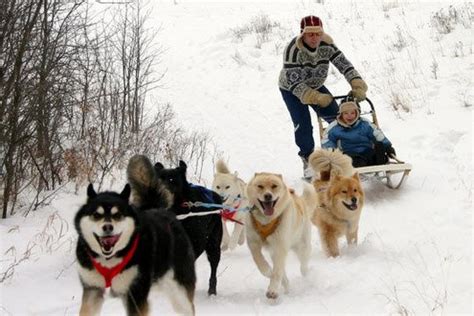 Dogs Sled Adventure Do You Play!