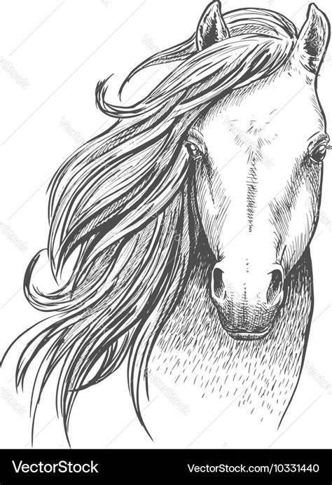 Wild Mustang Horse Drawing