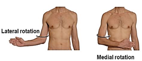 Anatomical Terminology , Anatomy QA