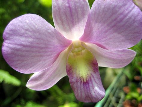 Orchids - Macro Photography | Macro photos of orchids at Orc… | Flickr