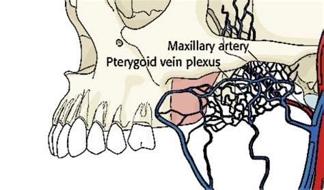 Pterygoid Plexus