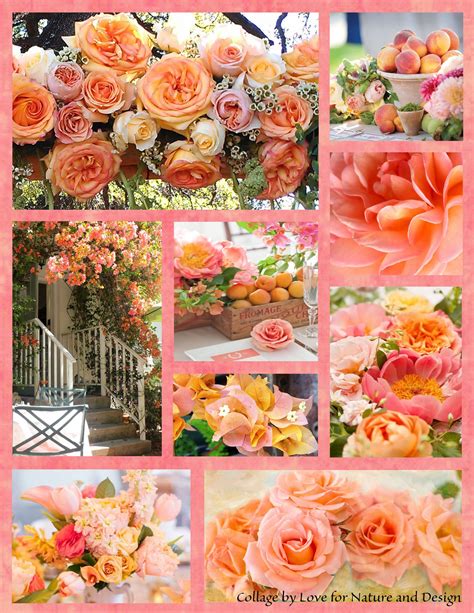 Peachy peach ~ | Flower collage, Beautiful collage, Beautiful flowers