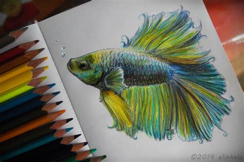 Realistic Drawing Fish