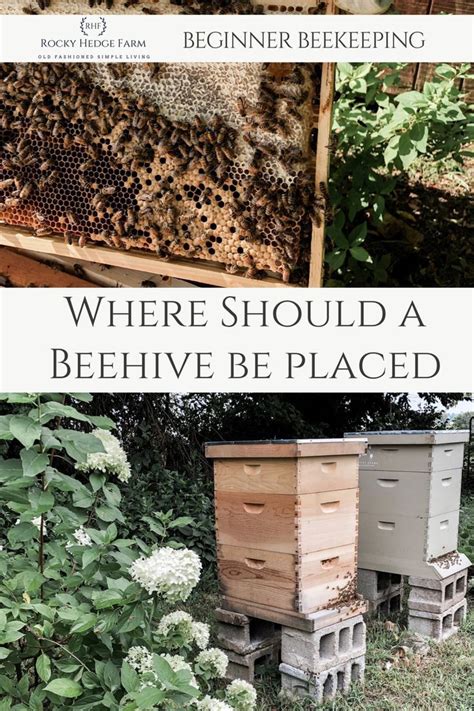 Backyard Beekeeping for Beginners | Backyard beekeeping, Bee keeping ...