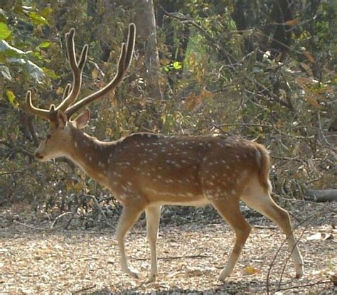 In Nature's Lap - Lucknow Zoo