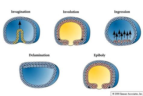 Gastrulation In Sea Urchin