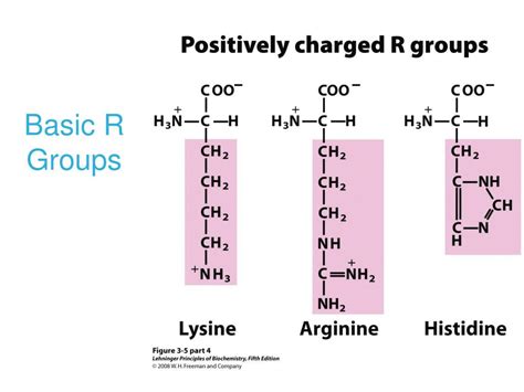 PPT - CHAPTER 3 Amino Acids, Peptides, Proteins PowerPoint Presentation ...