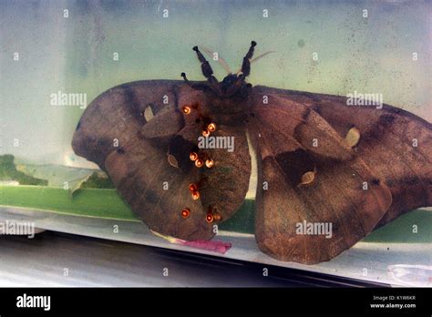 Silk moth eggs hi-res stock photography and images - Alamy