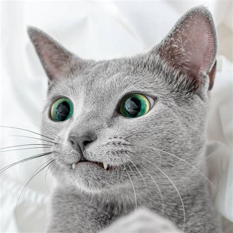 Mesmerizing Photos of Russian Blue Cats with Green Eyes