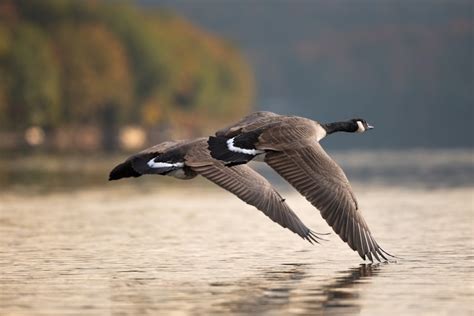 canadian geese breeding season