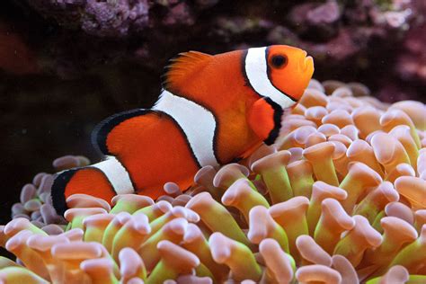 Ocellaris Clownfish on Hammer Coral - Fish - Nano-Reef Community