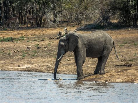 Tentative | The elephant herd is led by the oldest and large… | Flickr