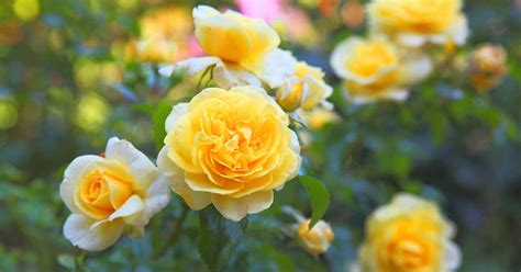 13 of the Best Yellow Rose Varieties to Add Sunshine to Your Garden