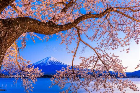 Mt. Fuji and Cherry Blossoms Stock Photo - Image of illuminated, scene ...