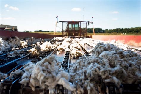 Wandering: Louisiana Cotton Harvest for Bloomberg News