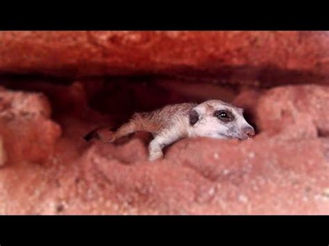 Meerkat tunnels - YouTube