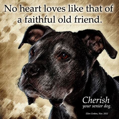 17 Best images about Old Dog Quotes on Pinterest | Miss you, Your dog and Pets