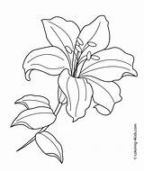 Free Printable Lily Coloring Page  NeveahtuPollard sketch template
