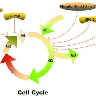 Cell cycle arrest mechanism of GA. | Download Scientific Diagram