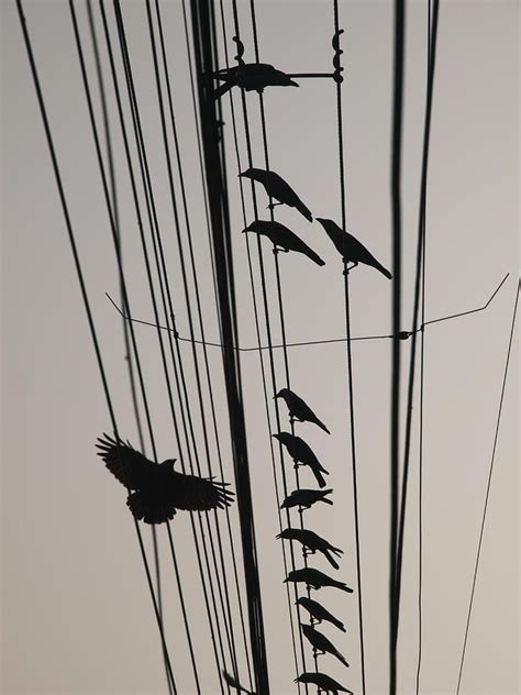 Birds on Telephone Wires (pt. 1)