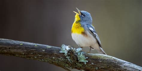 What Makes Birds Sing In The Morning?