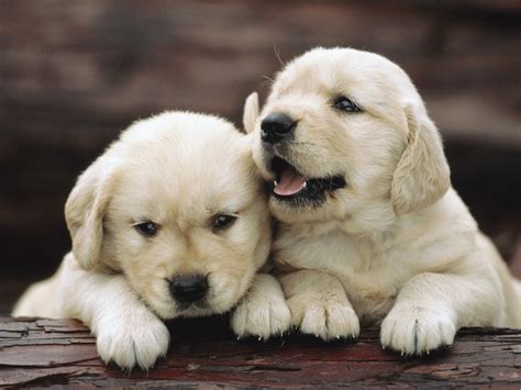 Golden Retriever Puppies HD Wallpaper