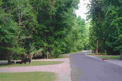 Palmetto Island State Park - by Scott Gilbertson