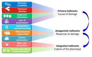 Hallmarks of Aging - Part 1 - nem.health