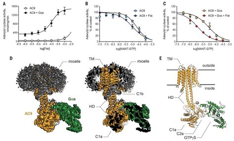 The structure of a membrane adenylyl cyclase bound to an activated ...