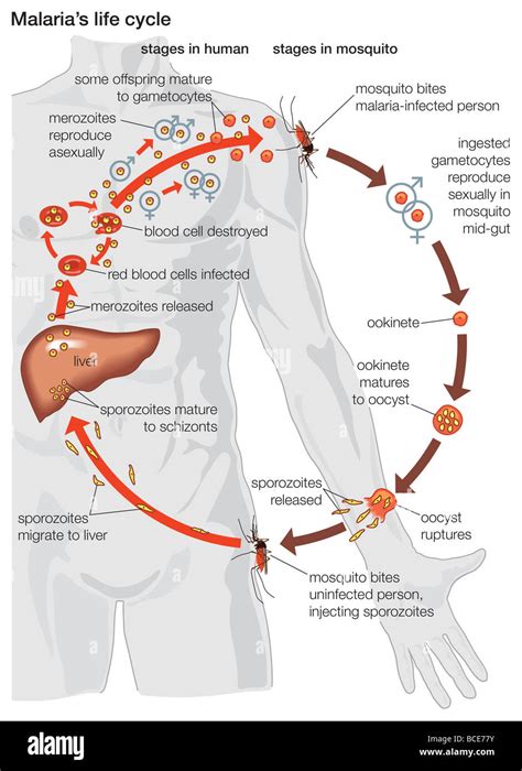 The life cycle of a malaria parasite, from its stages within the body Stock Photo: 24899279 - Alamy