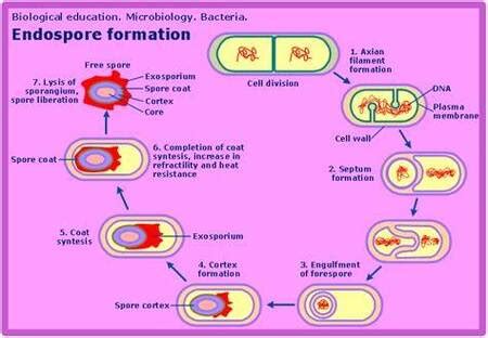 Types Of Bacterial Spores