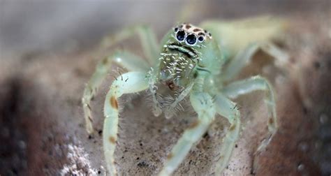 Green Jumping Spider | The Animal Facts | Appearance, Diet, Habitat