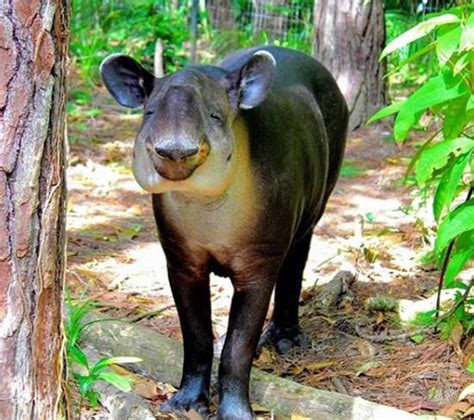 Central American Tapir - The Belize Zoo